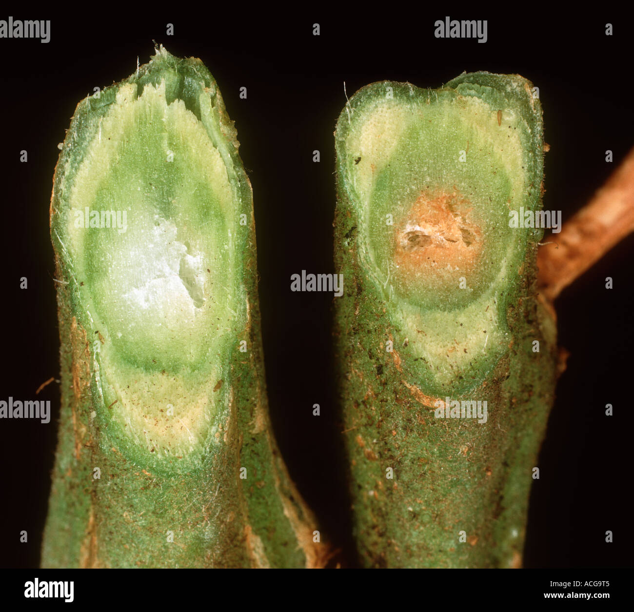 Tomato stem section comparing healthy to one affected by root rot Fusarium oxysporum Stock Photo