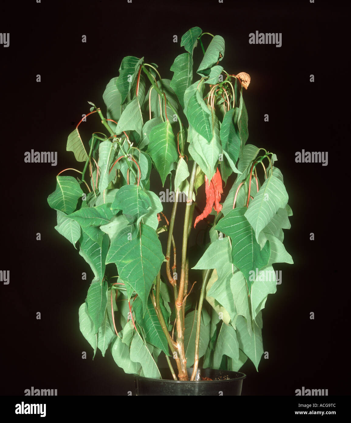 Poinsettia Euphorbia pulcherrima house plant wilting through lack of