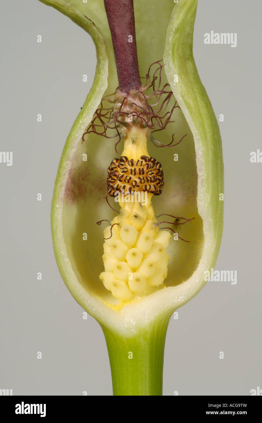 Lords ladies wild arum Arum maculatum section showing male female flowers Stock Photo