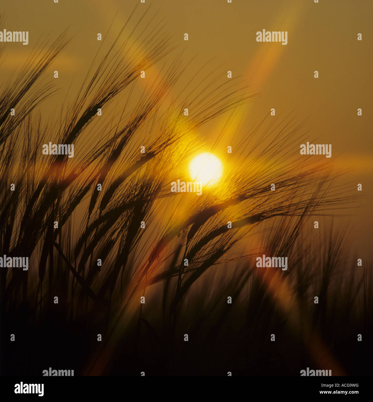 Barley ears silouetted against the red setting sun Stock Photo