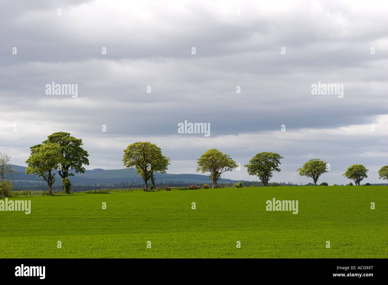 Planting field edge or infield shelter belts; Farm boundary of trees A Perthshire farm
