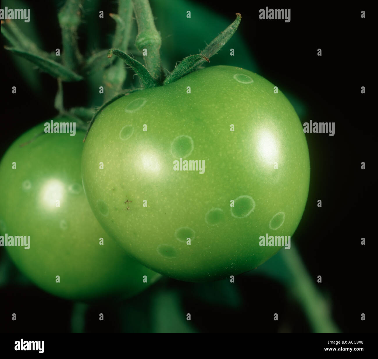 Ghost spot Botrytis cinerea on maturing green tomato fruit Stock Photo