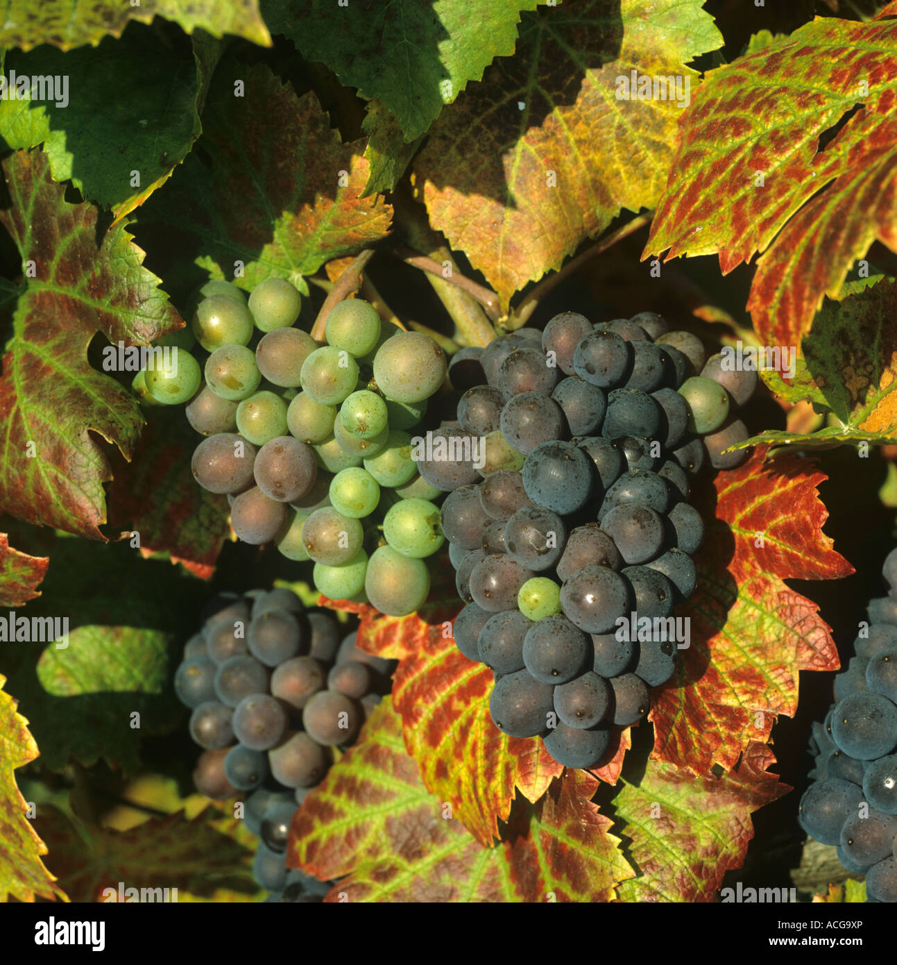 Champagne region grape hires stock photography and images Alamy