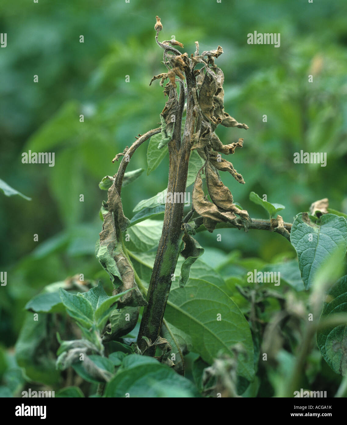 Potato late blight Phytophthora infestans on diseased plant leaves and apices Stock Photo