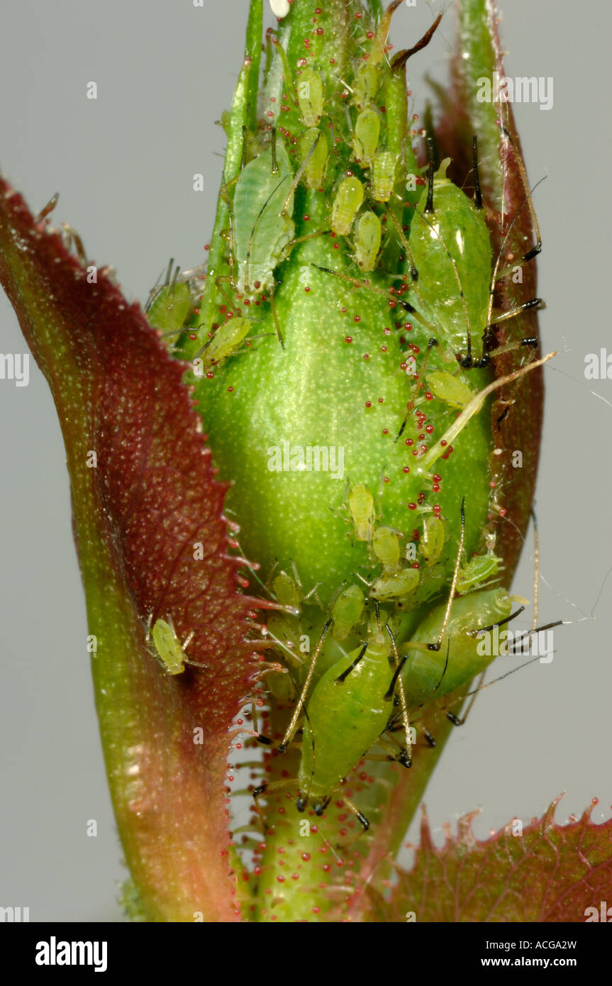 Greenfly pests insecta infestation plant hi-res stock photography and ...