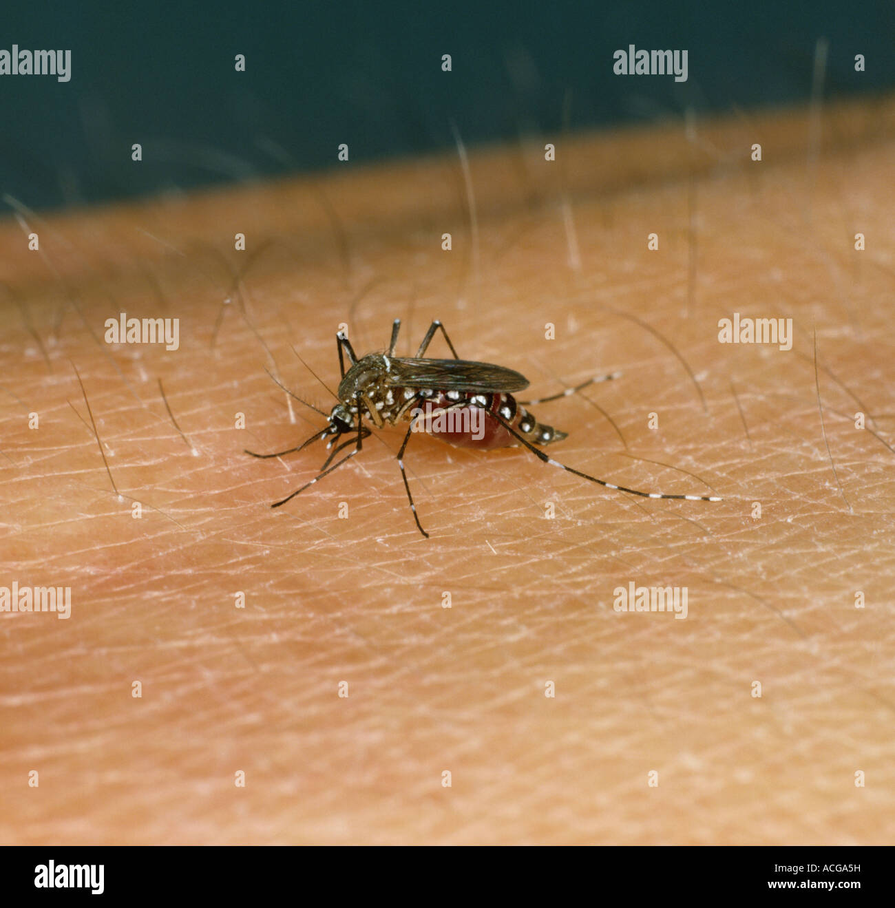 Yellow fever mosquito vector Aedes aegypti feeding on a human arm Stock Photo