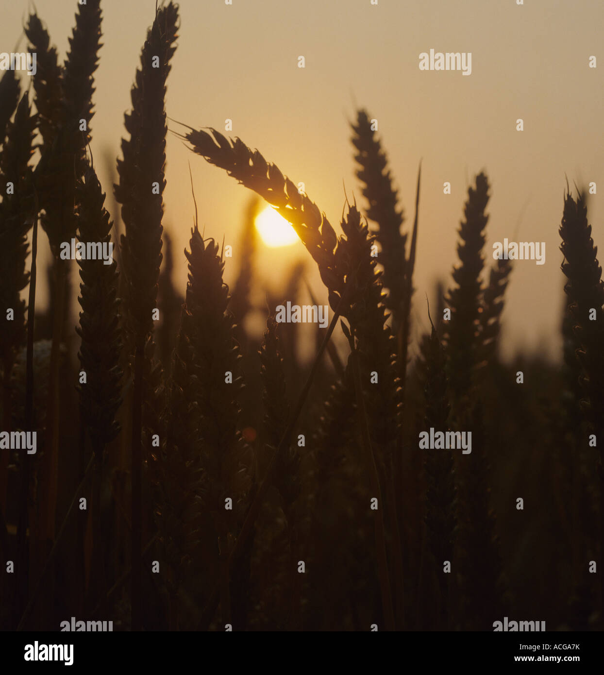 Late evening sun setting behind ripening wheat ears bathed in orange light on a warm summer's evening Stock Photo