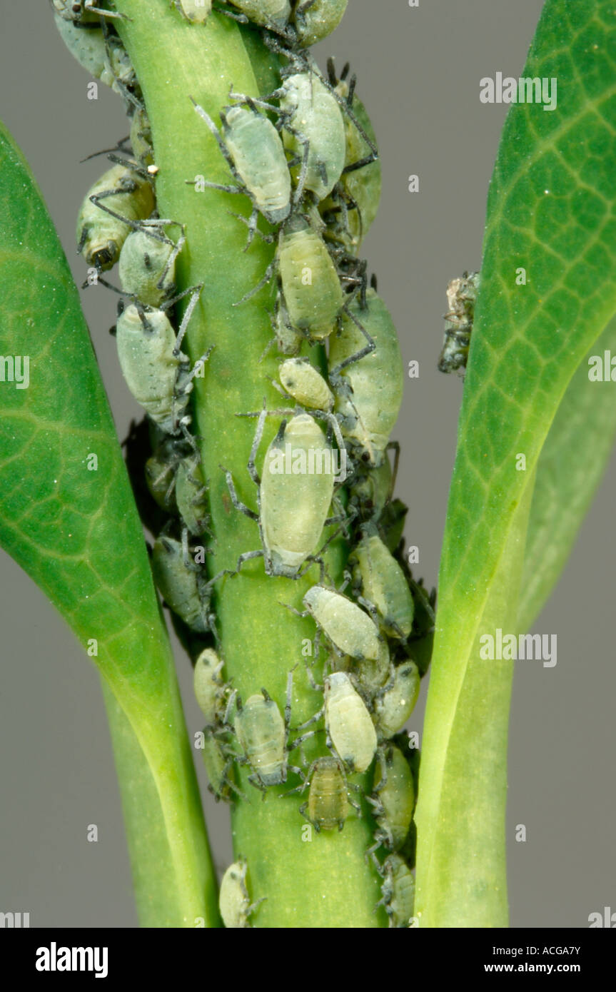 Honeysuckle aphid Hyadaphis passerinii infestation on honeysuckle leaf stem Stock Photo