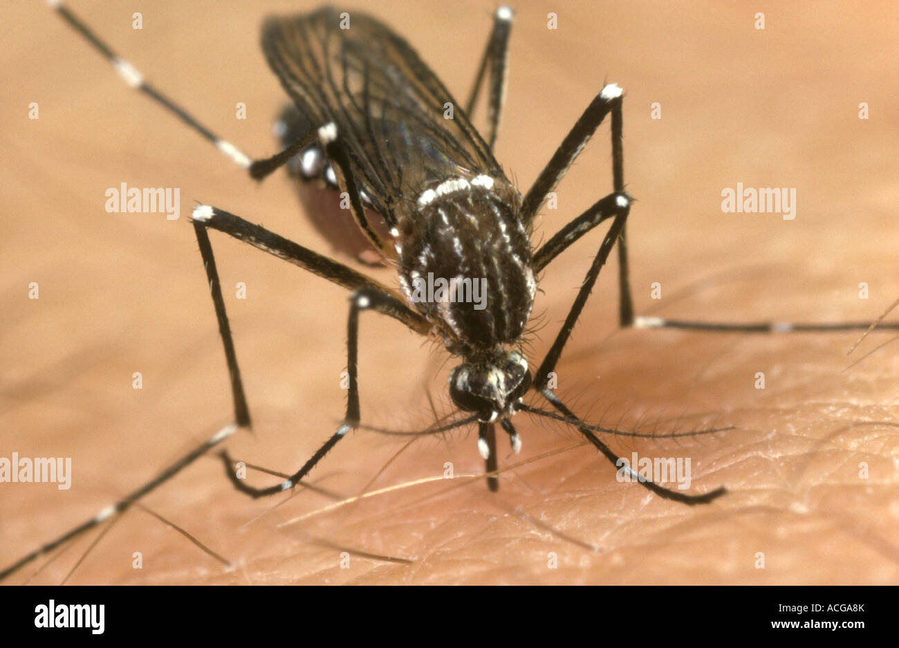 Yellow fever vector mosquito Aedes aegypti feeding on a human arm Stock Photo