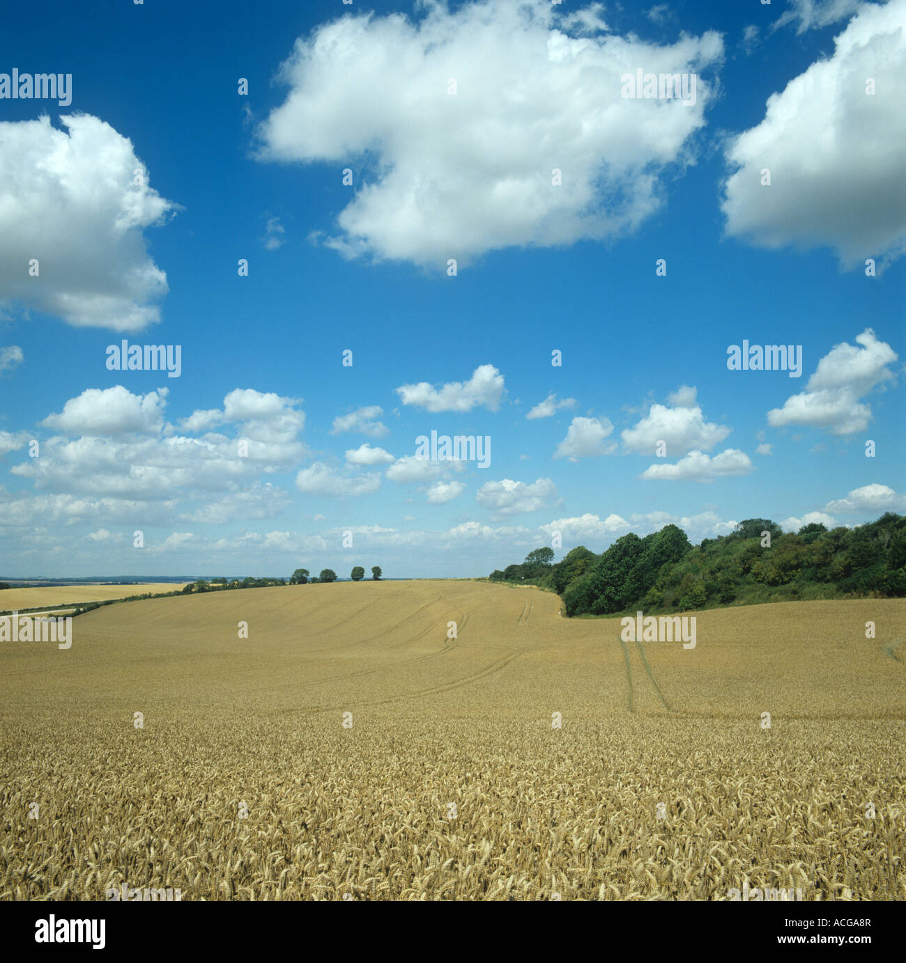 View over ripe downland wheat crop on a bright summer day Berkshire Stock Photo
