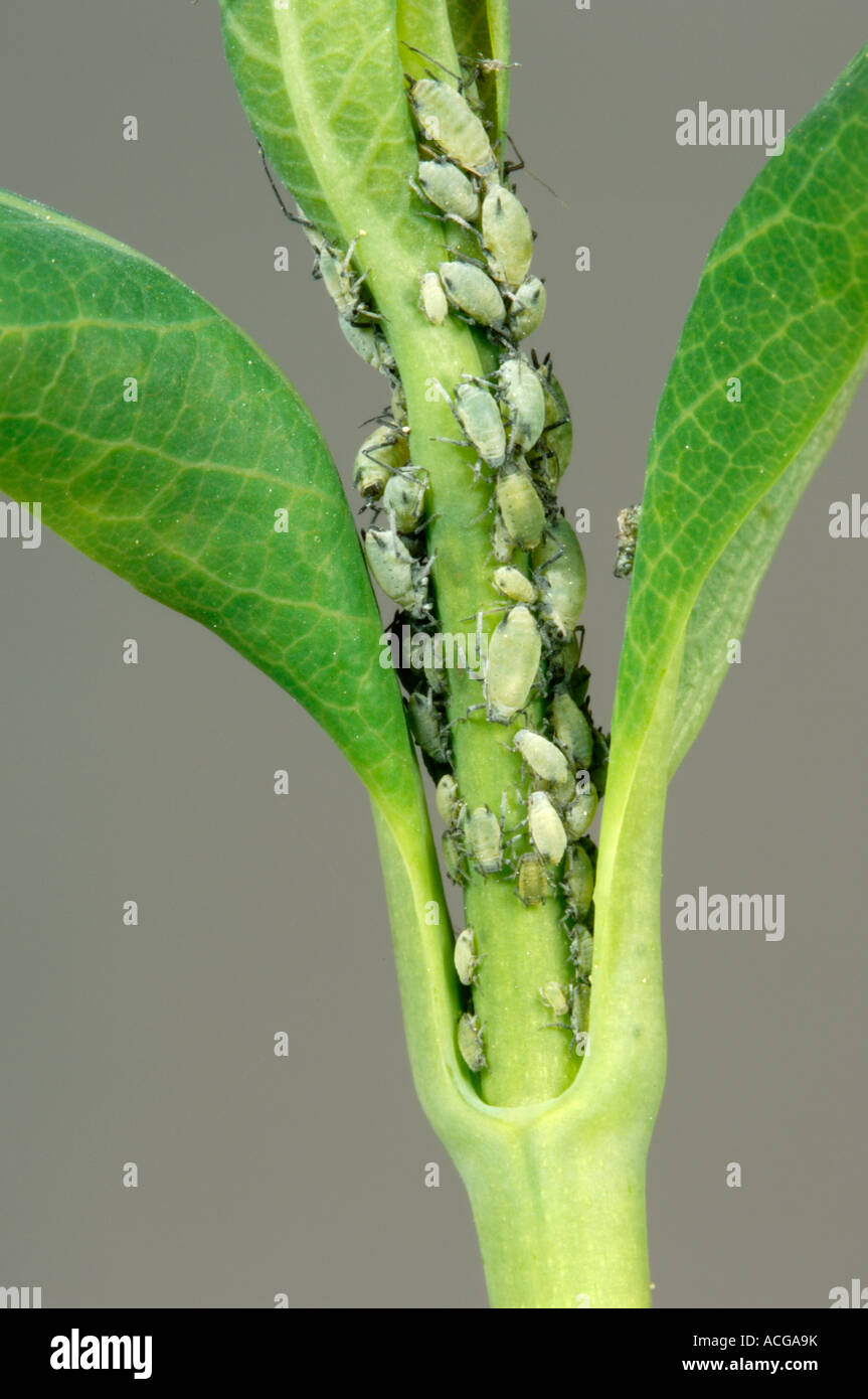 Honeysuckle aphids hires stock photography and images Alamy