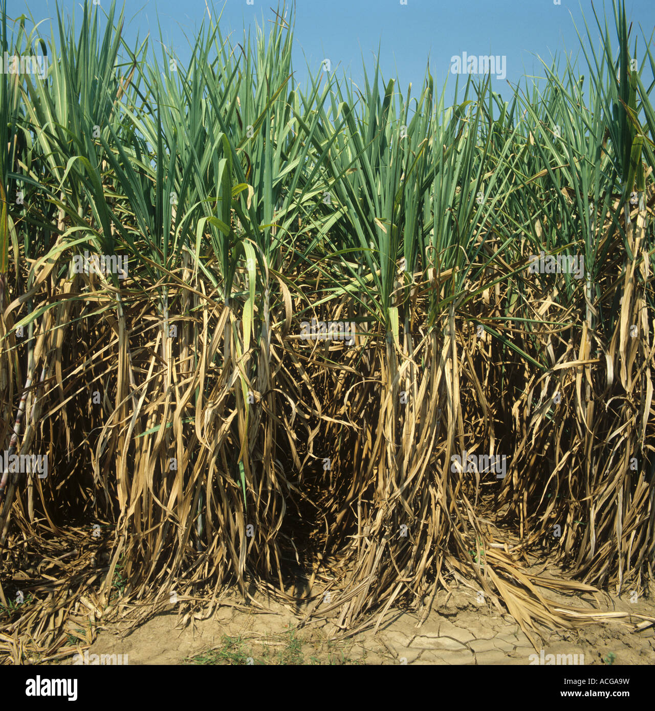 Mature crop of sugarcane at harvest Kanchaburi Thailand Stock Photo