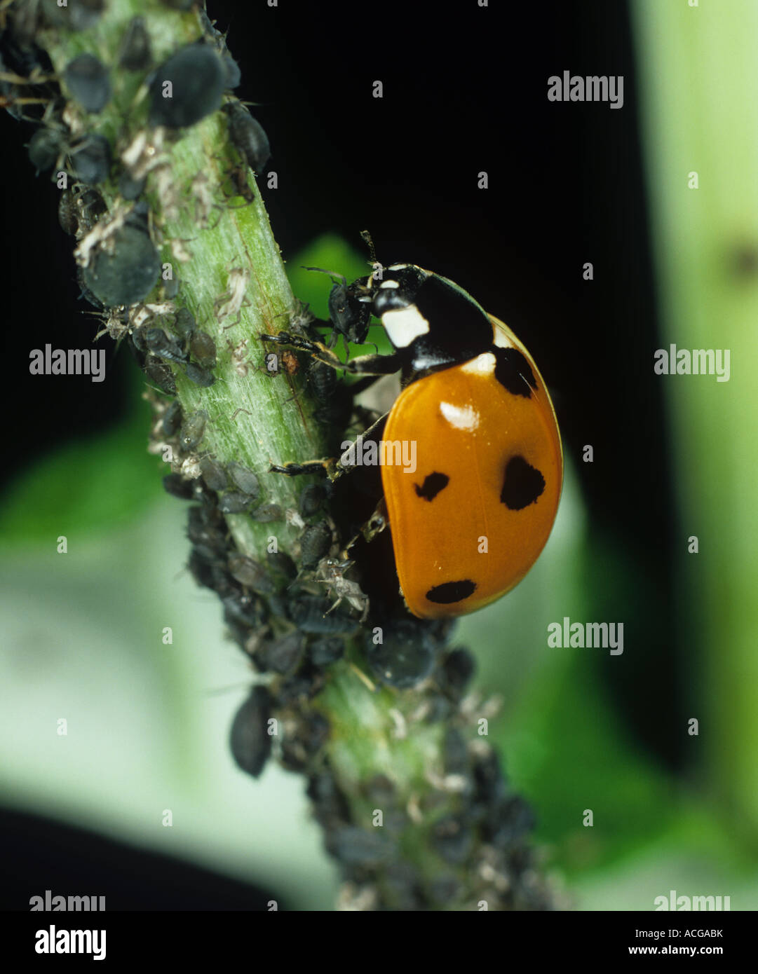 Seven spot ladybird (Coccinella septempunctata) Stock Photo