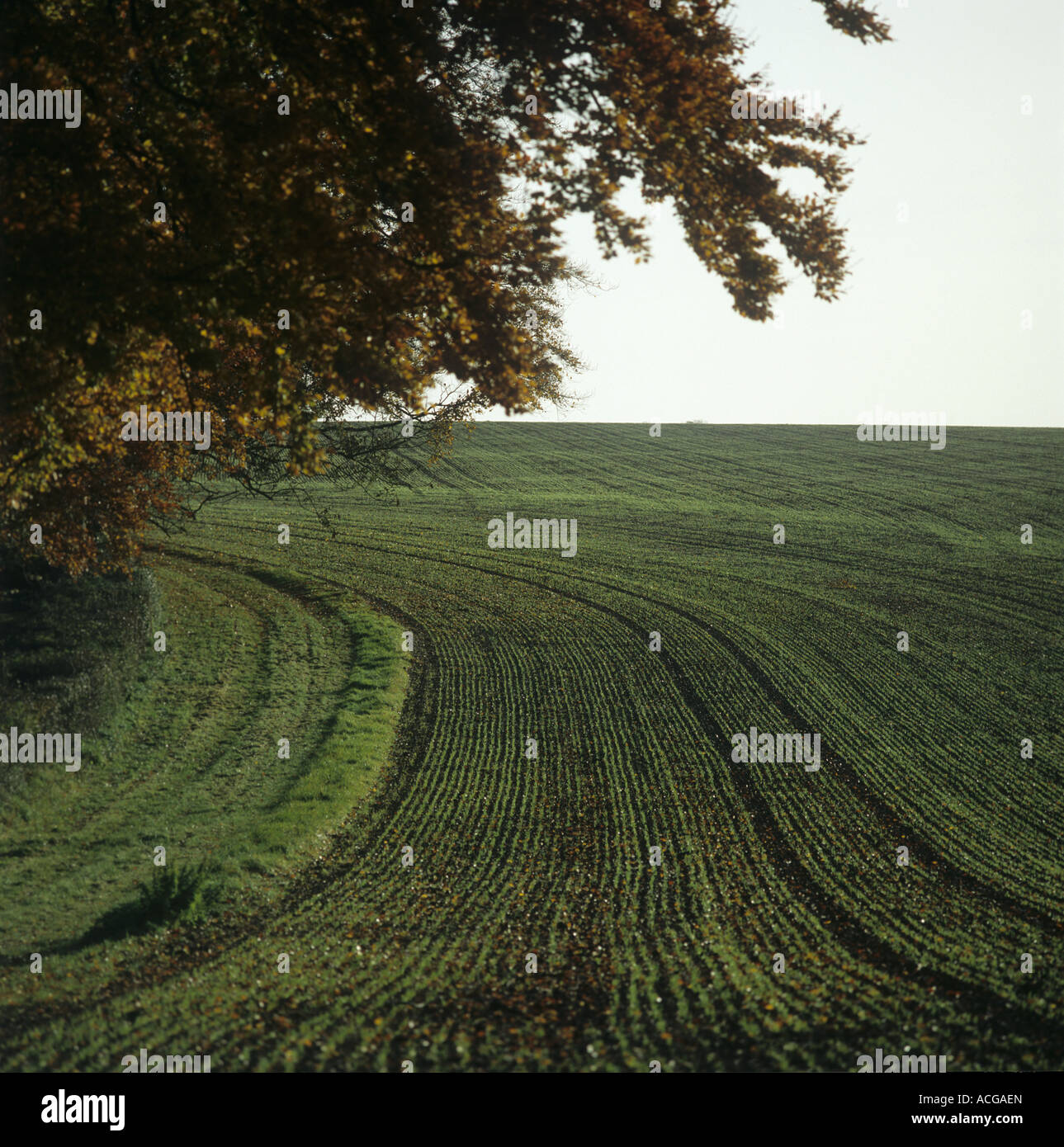 Headland beech tree and drill rows of young seedling wheat in autumn Hampshire Stock Photo