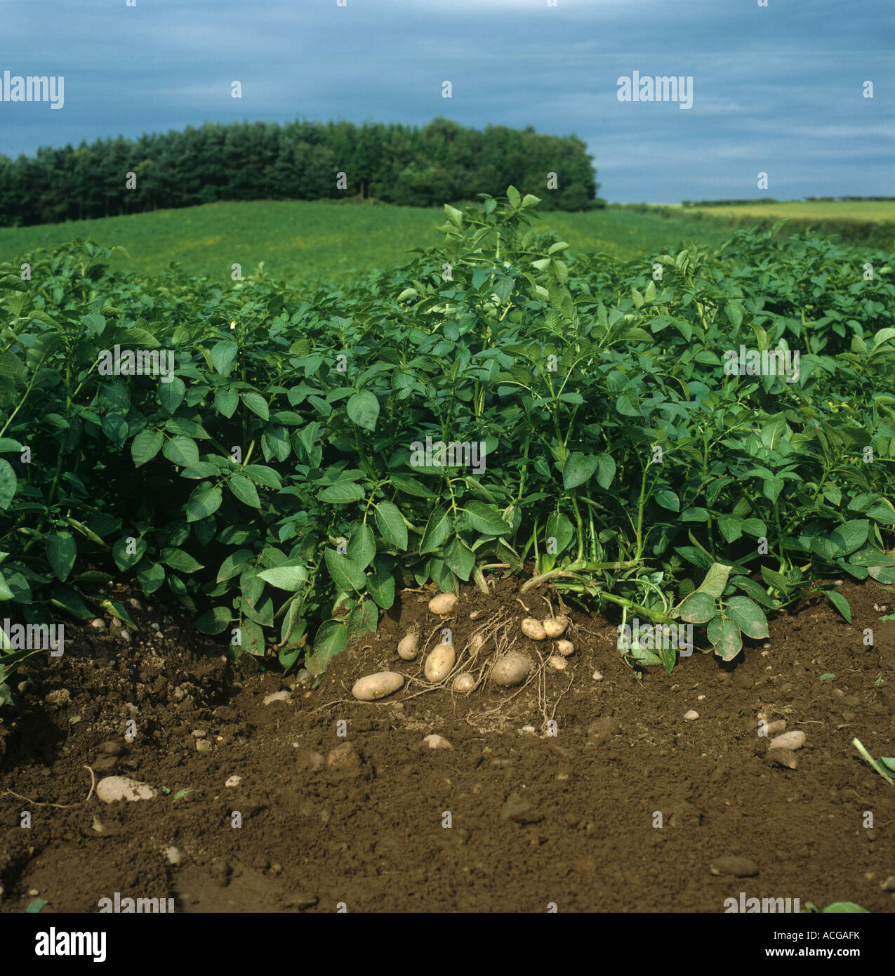 Mature potato crop with the tubers exposed on one plant Stock Photo Alamy