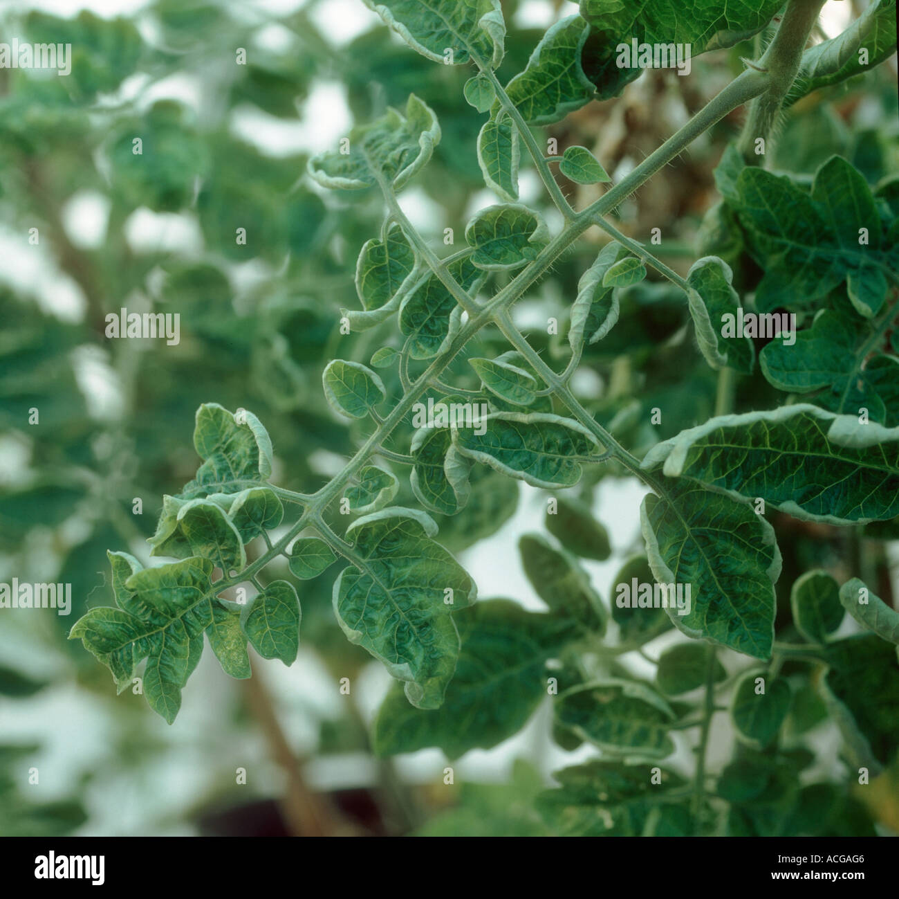 TLCV tomato leaf curl virus symptoms on a glasshouse tomato plant