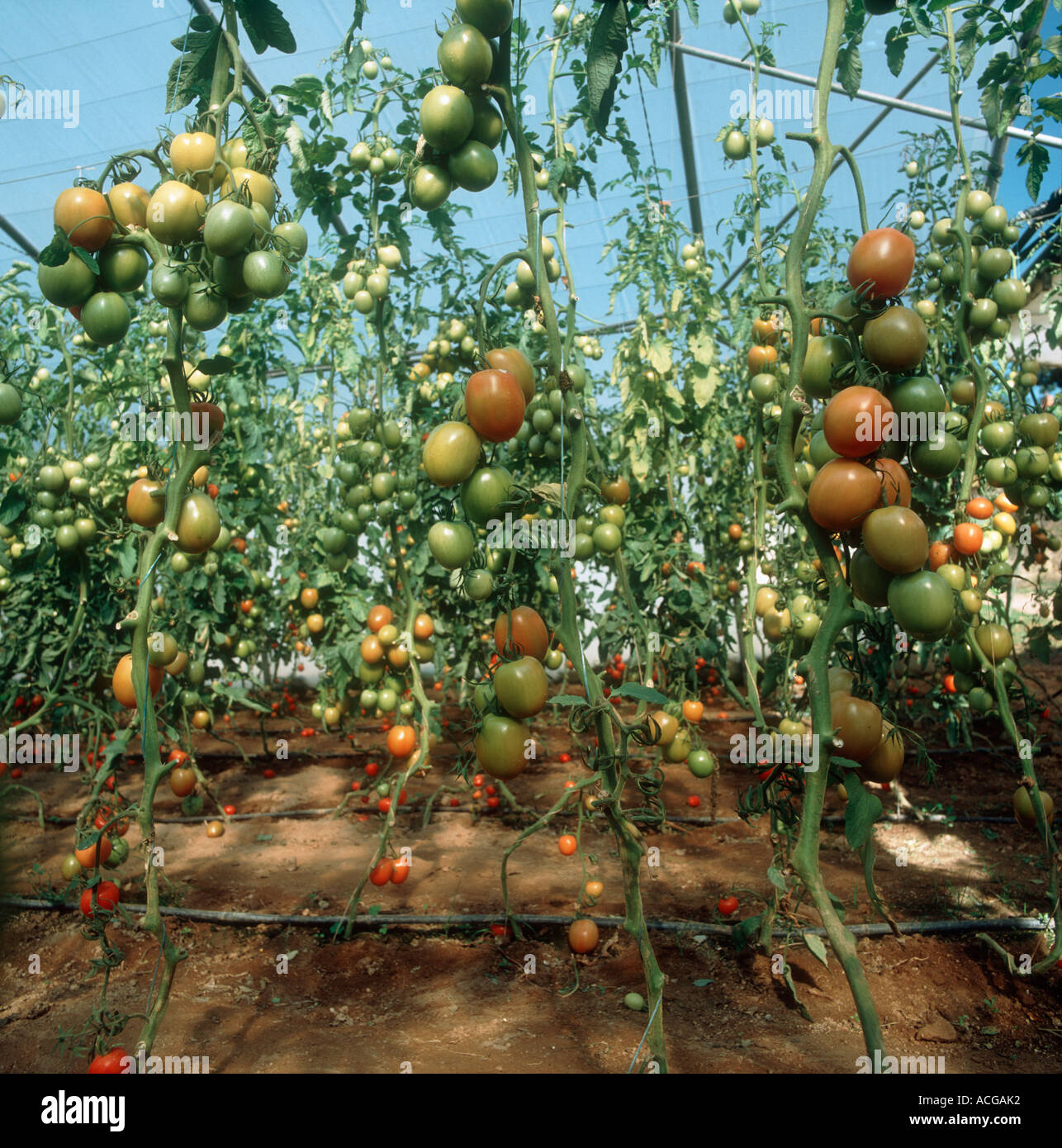 Tomato fruit on vines stripped of lower leaves at the end of the season in a polythene tunnel Stock Photo