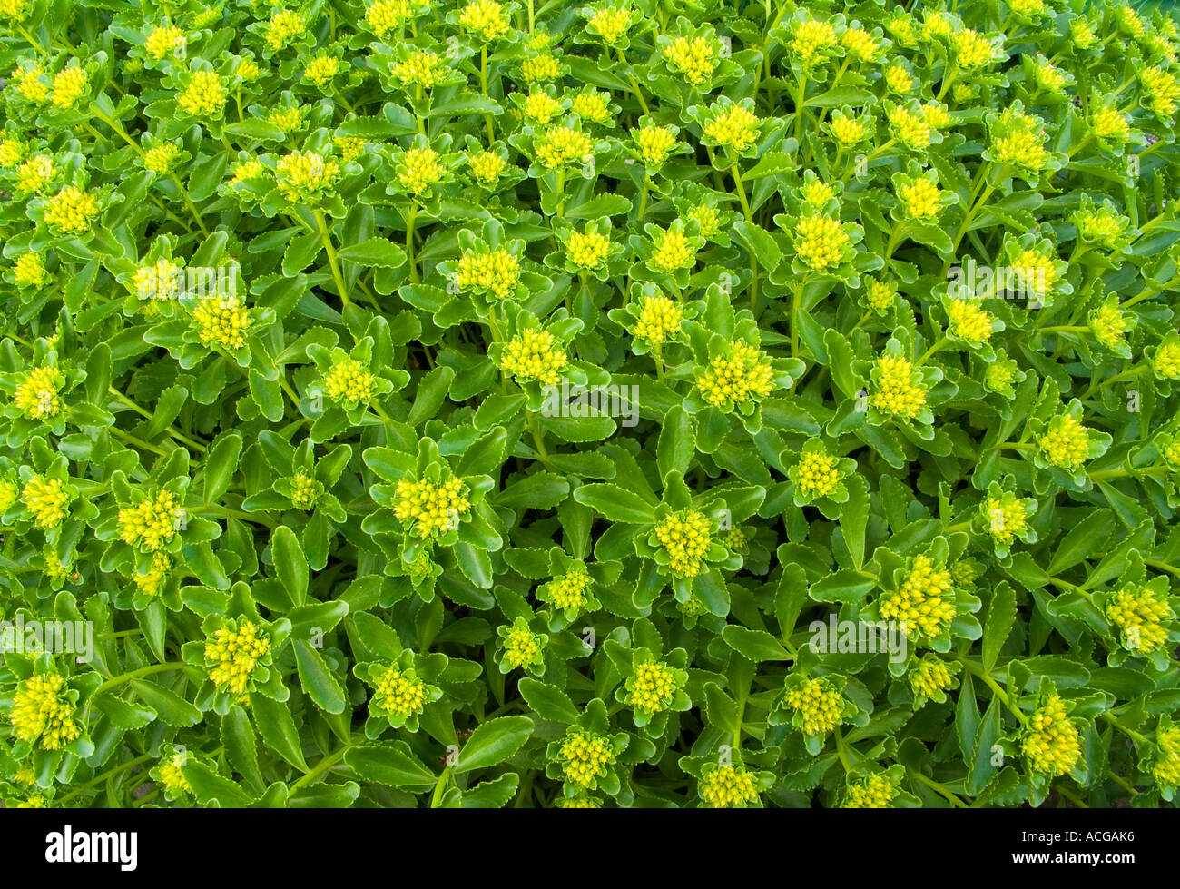Stonecrop flower buds Sedum Stock Photo
