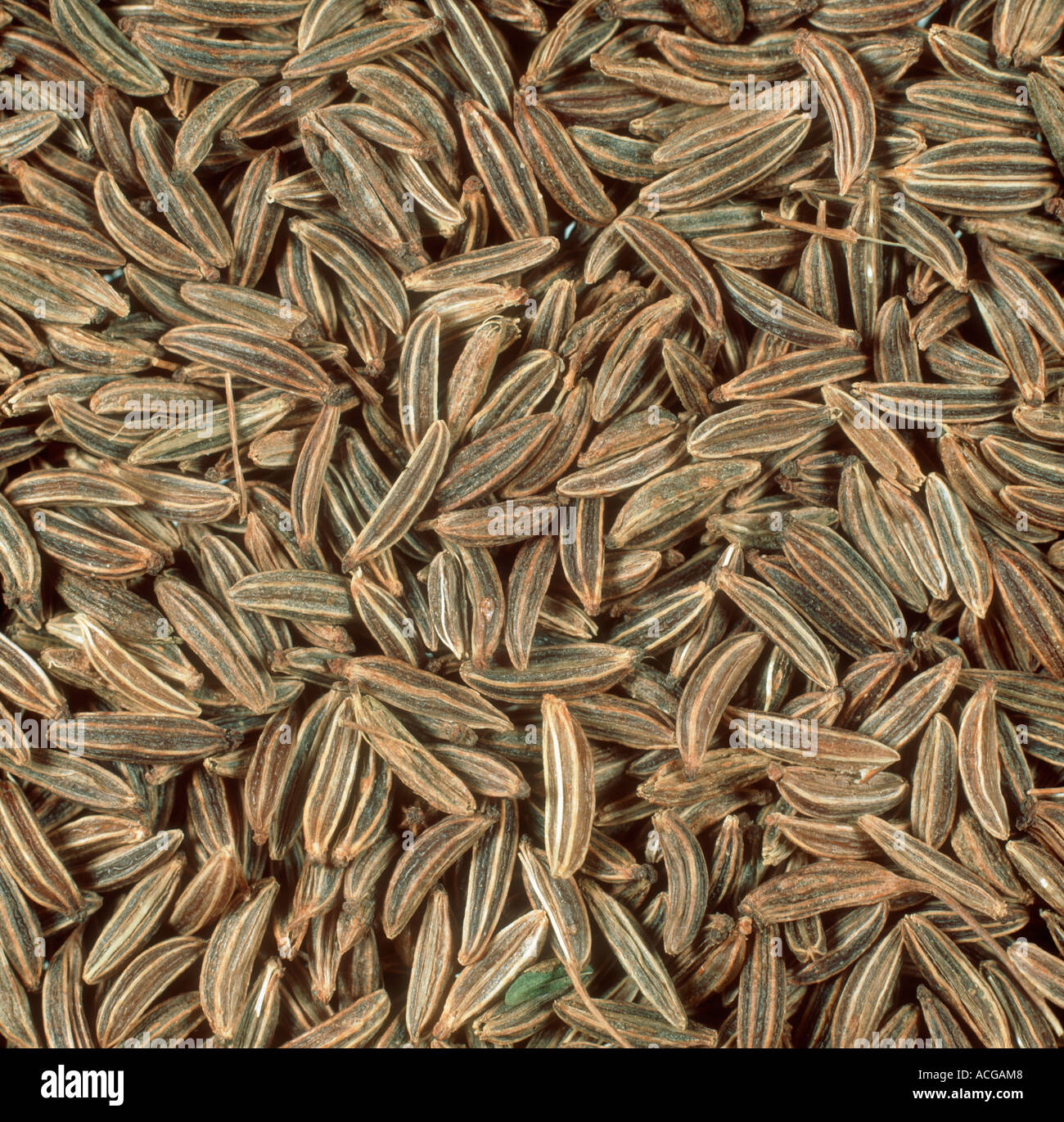 Caraway seed as purchased for cooking Stock Photo