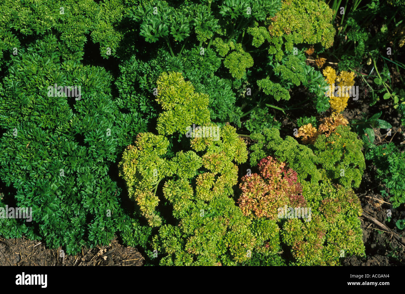 Carrot mottley dwarf complex carrot mottle carrot red leaved virus on