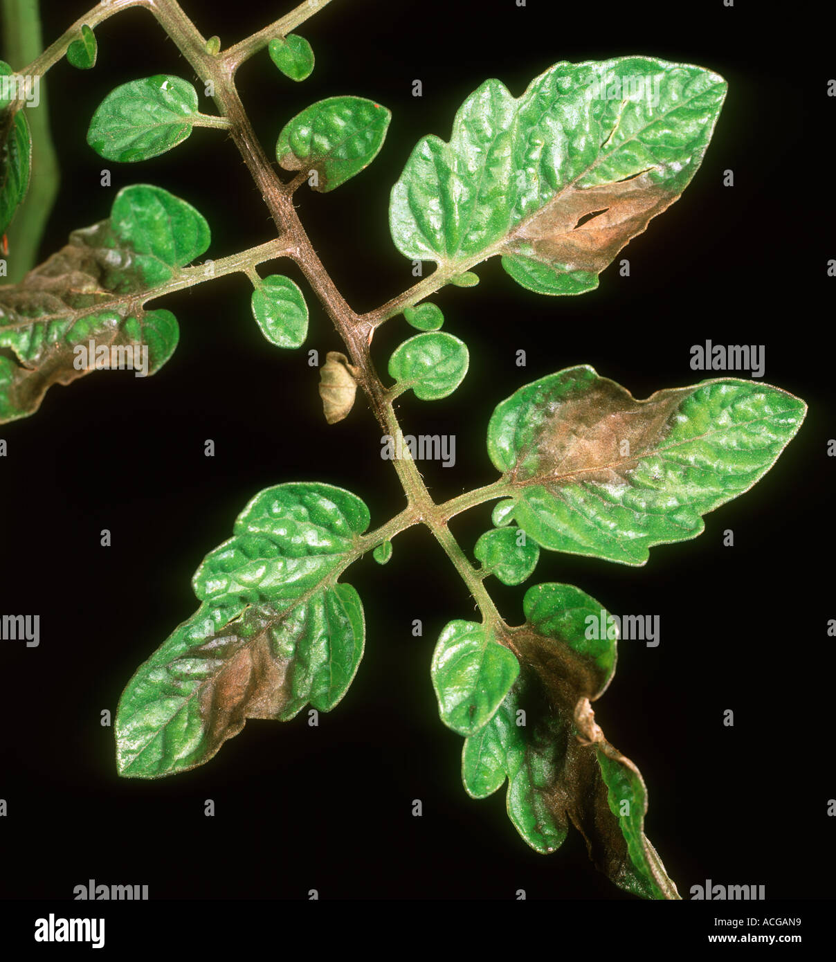 Tomato late blight Phytophthora infestans necrotic lesions on tomato leaves Stock Photo