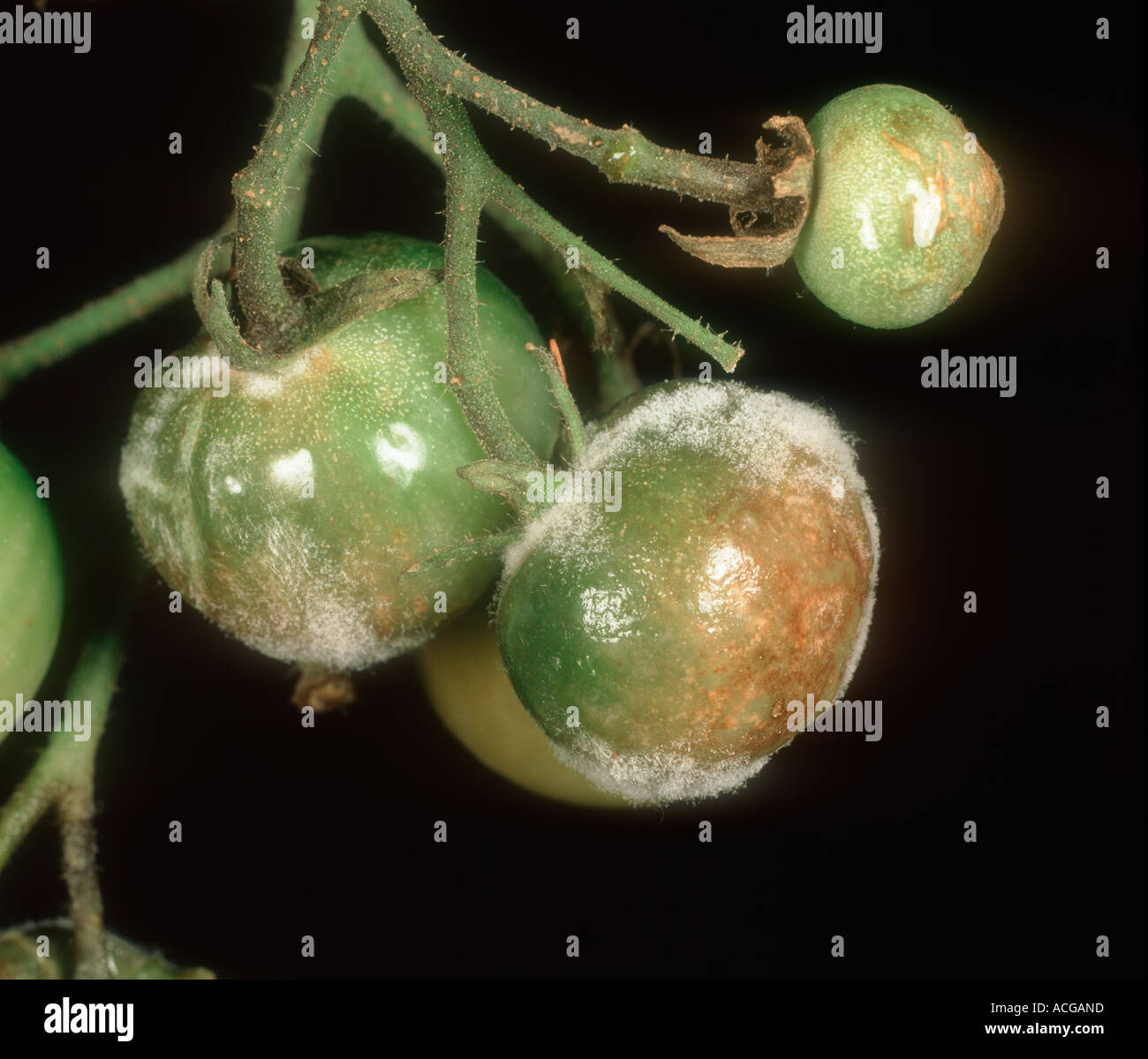 Tomato late blight Phytophthora infestans sporulating on immature tomato fruit Stock Photo
