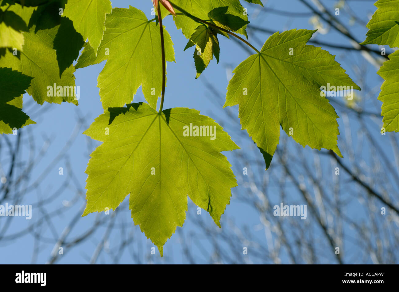 Young spring floiage of a sycamore Acer pseudoplatanus tree against blue sky Stock Photo