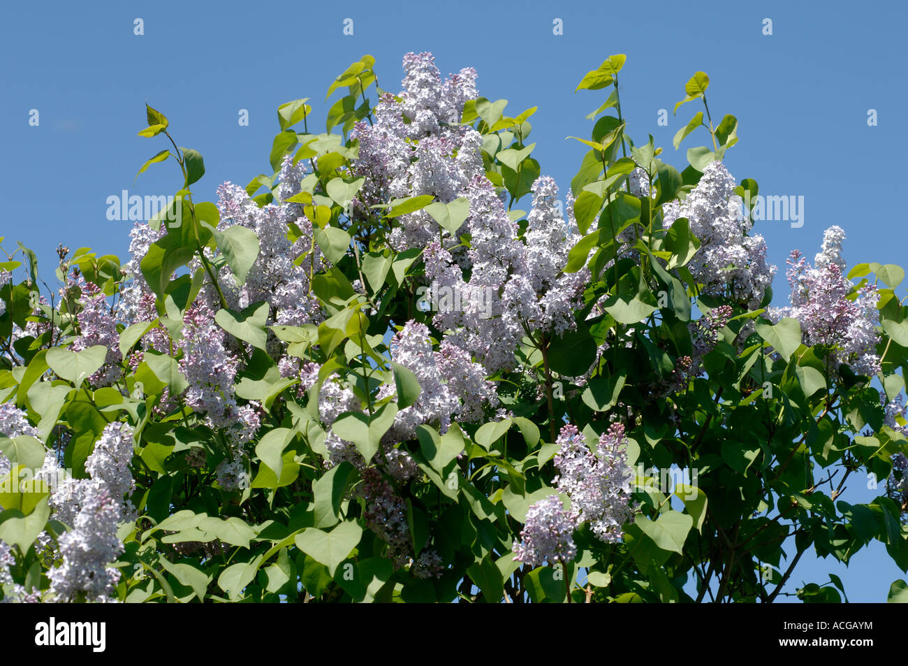 Lilac Syringa vulgaris lilac flowers against a blue spring sky Devon Stock Photo