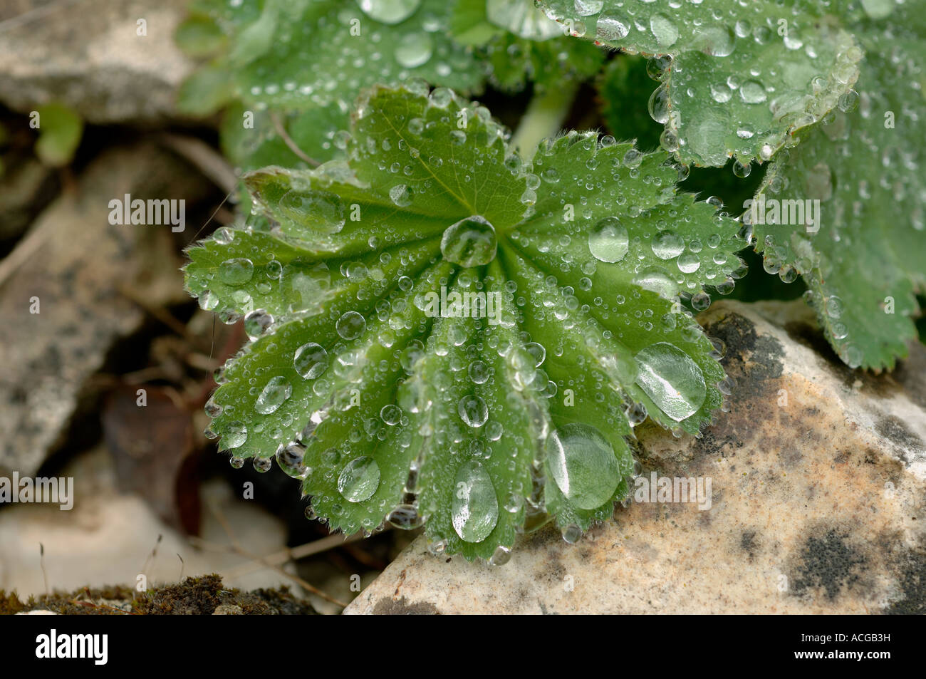 Rain droplets on lady s mantle Alchemilla mollis leaf Stock Photo