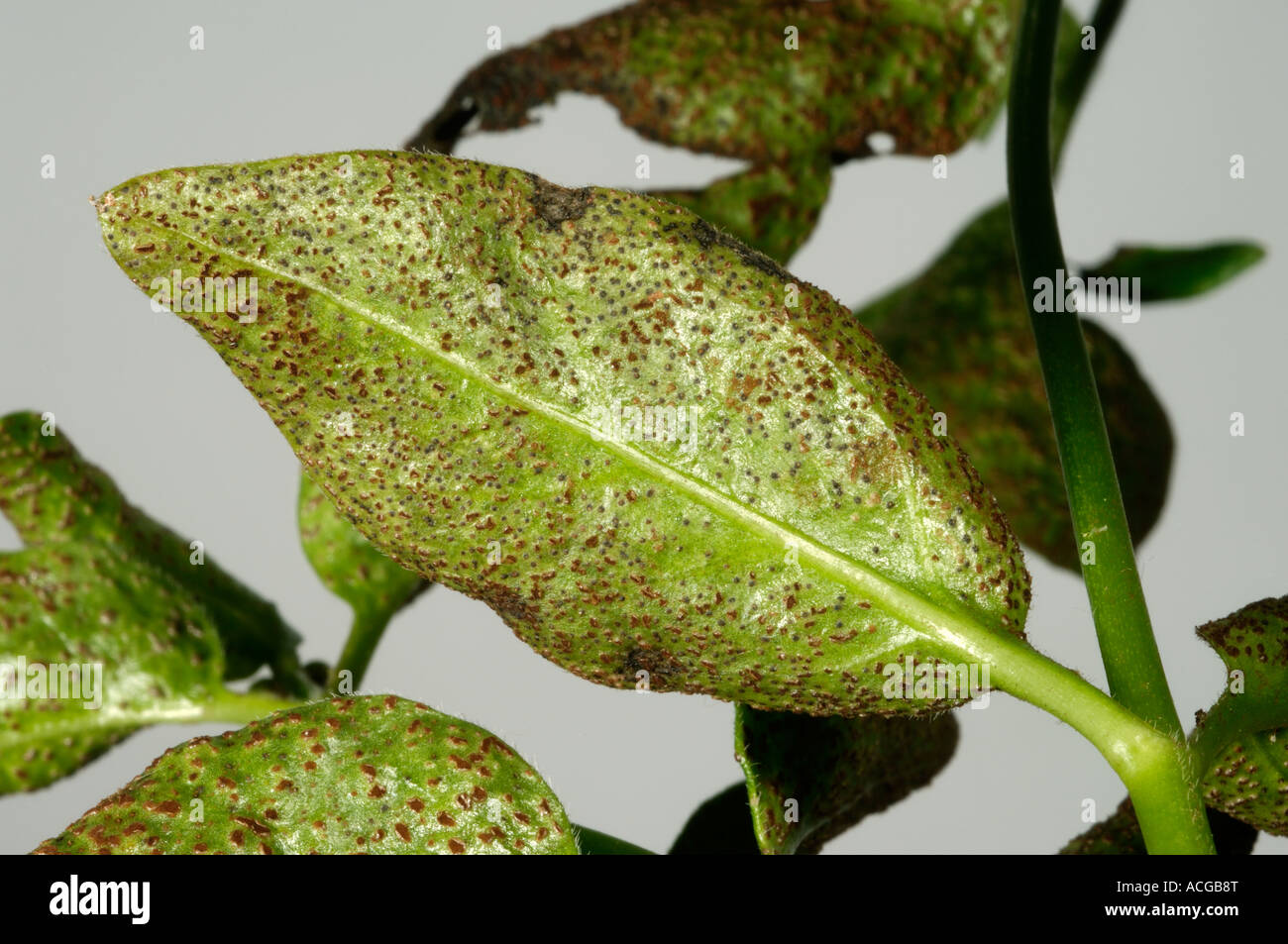 Greater periwinkle rust Puccinia vincae on greater periwinkle leaf undersides Stock Photo