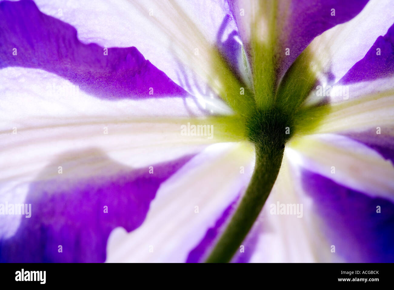 Abstract image of the underside of a purple and white clematis suitable for greetings cards, calender, posters, fine art prints Stock Photo