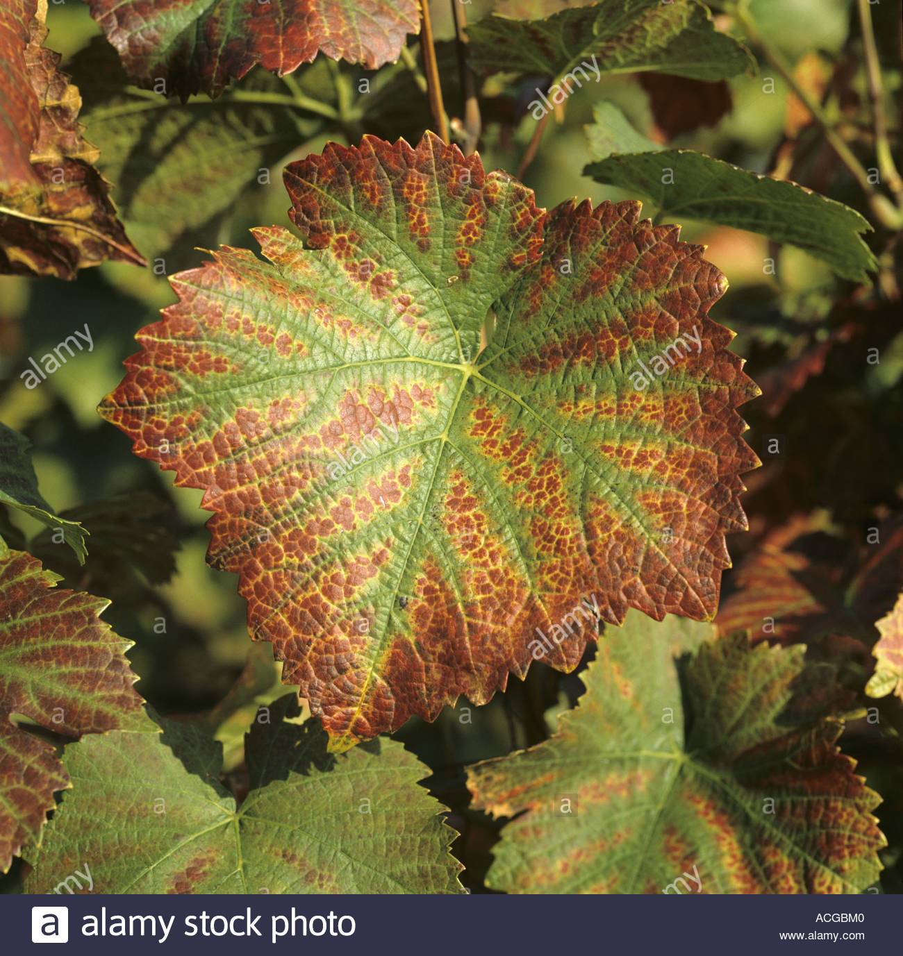 Magnesium deficiency symptoms on Pinot Noir grapevine leaf Stock Photo