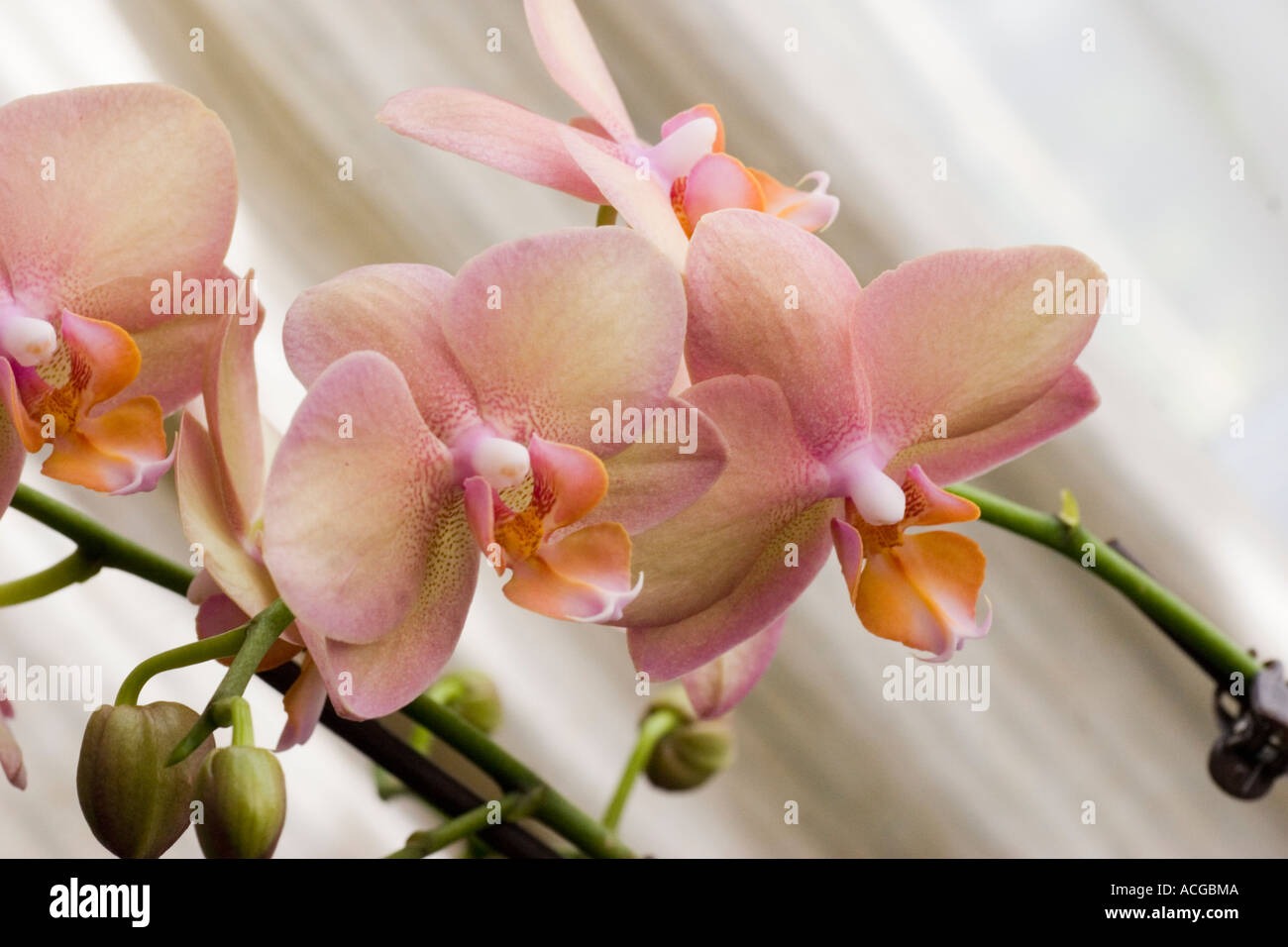Phalaenopsis  Moth orchid flower Stock Photo
