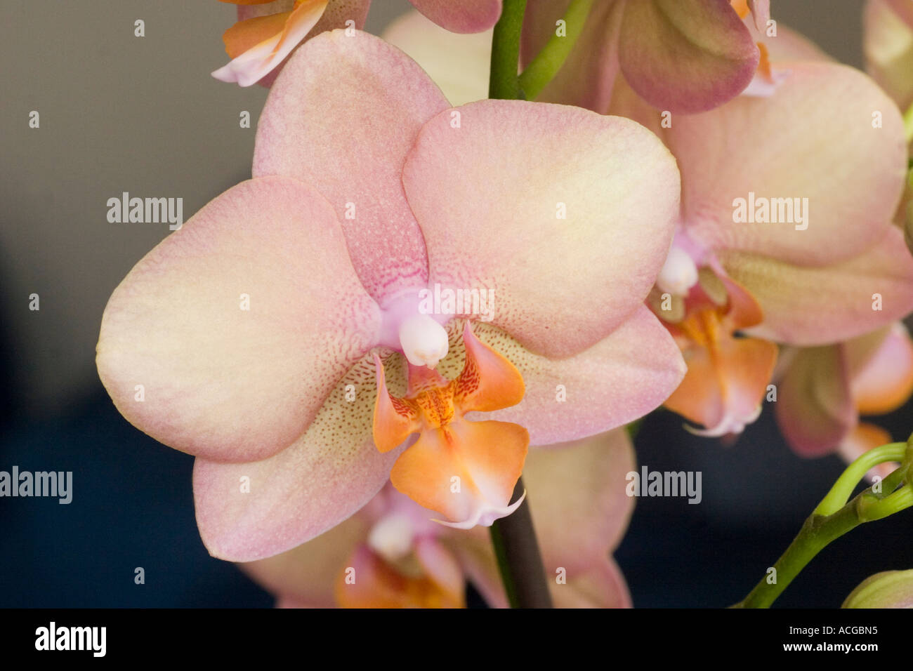 Phalaenopsis moth orchid flower blooms Stock Photo