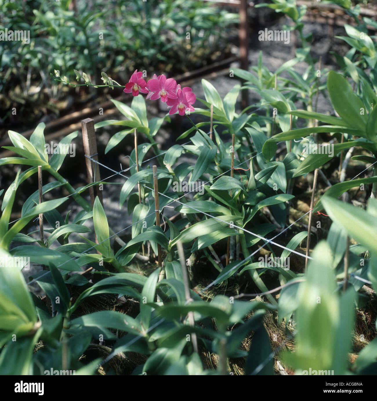 Orchid nursery for cut flower crop one flowering Dendrobium sp Stock Photo