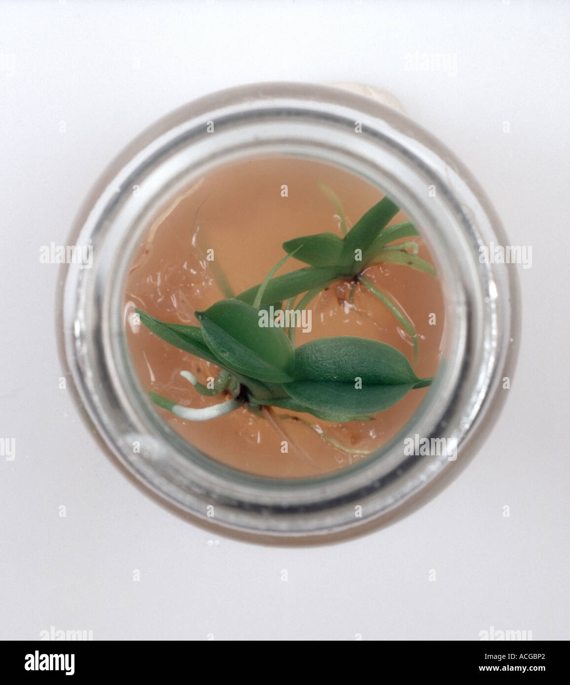 Seedling orchid micropropogation in agar nutrient media jar Stock Photo