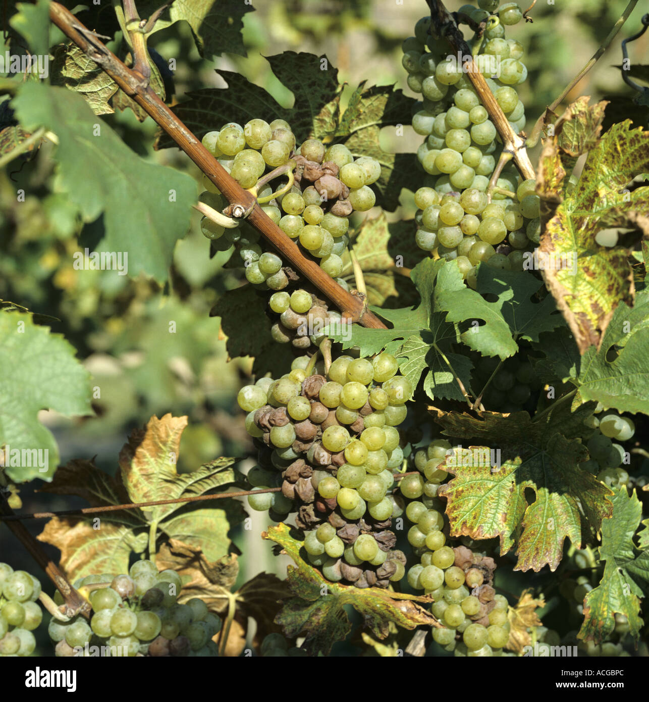 Grey mould Botrytis cinerea on white wine grapes in the Kaiserstuhl Germany Stock Photo