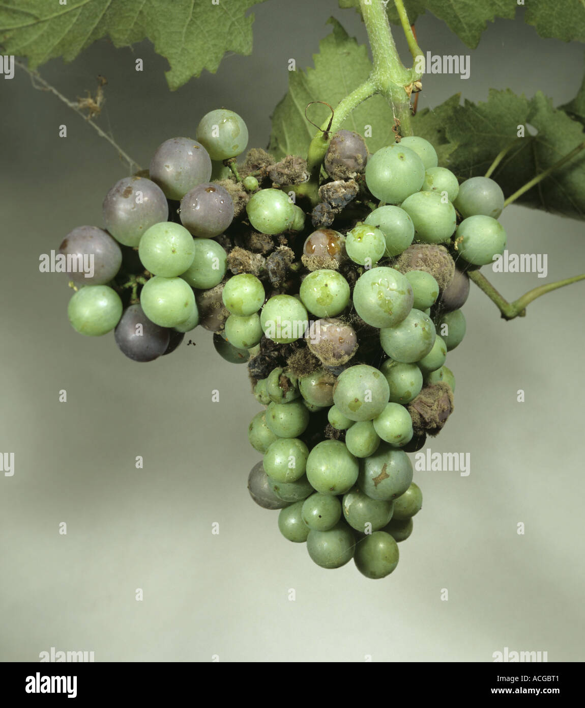 Grey mould Botrytis cinerea on a bunch of white grapes Stock Photo