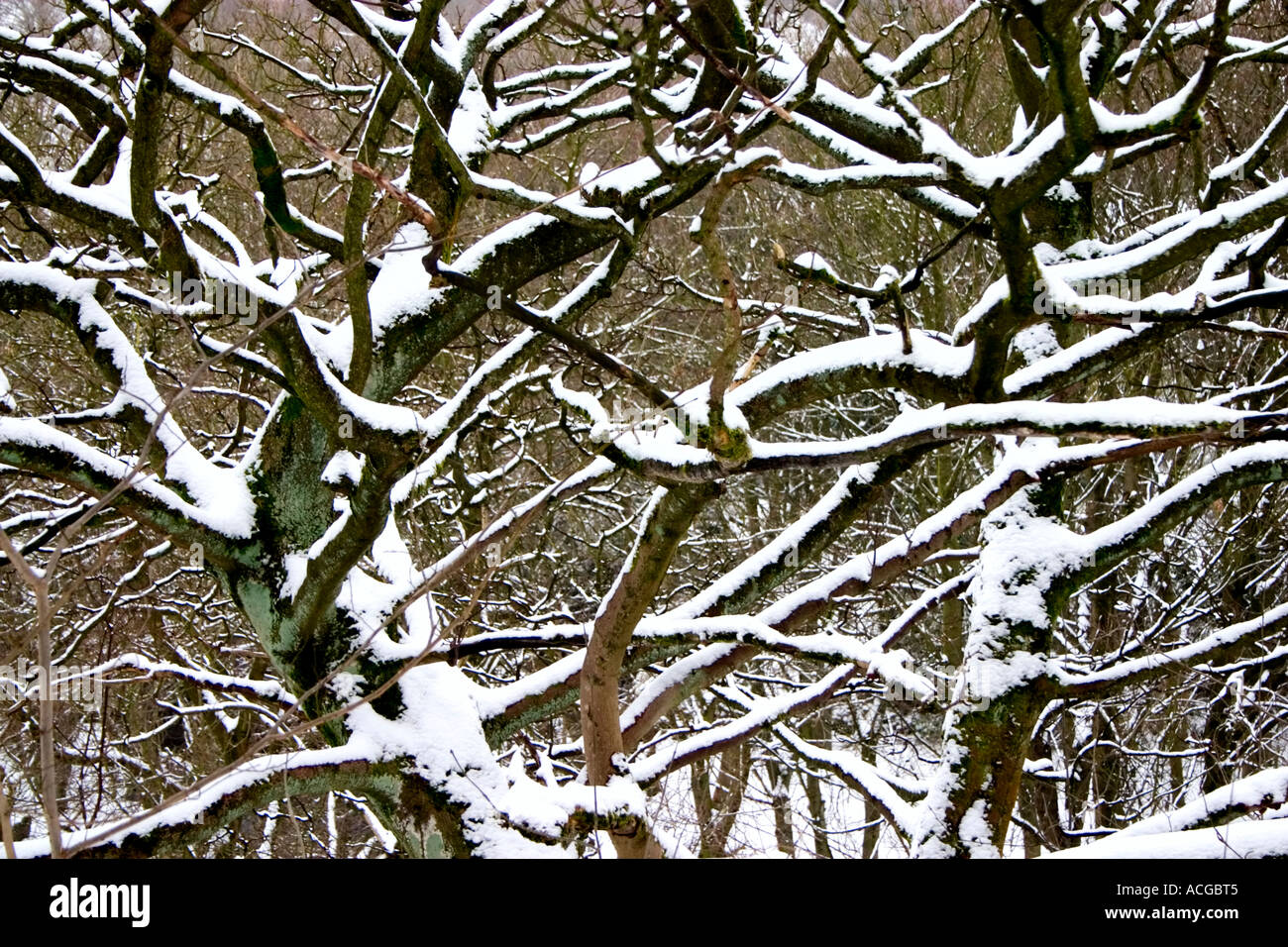 Tree branches covered with snow Stock Photo - Alamy