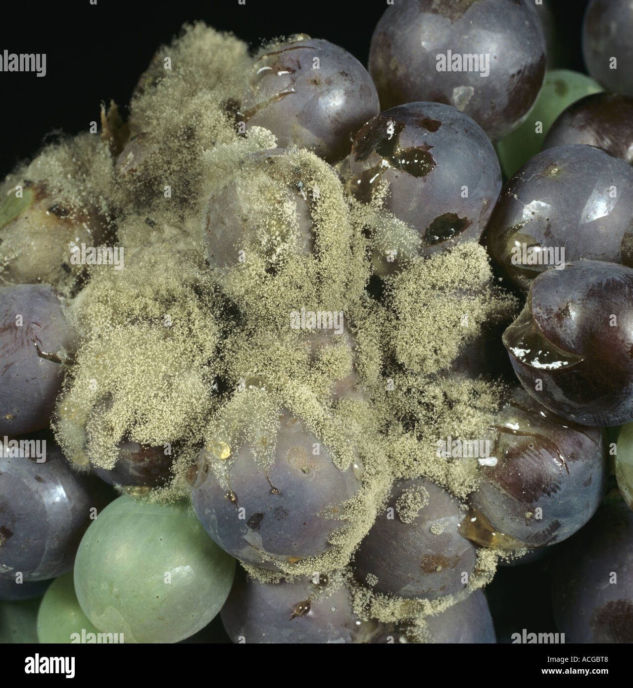Grey mould Botrytis cinerea on black grapes Stock Photo