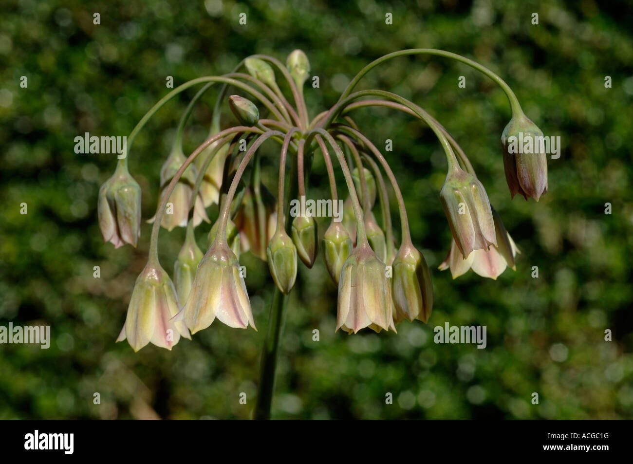 Honey Garlic Nectaroscordum siculum subsp bulgaricum flower head Stock Photo