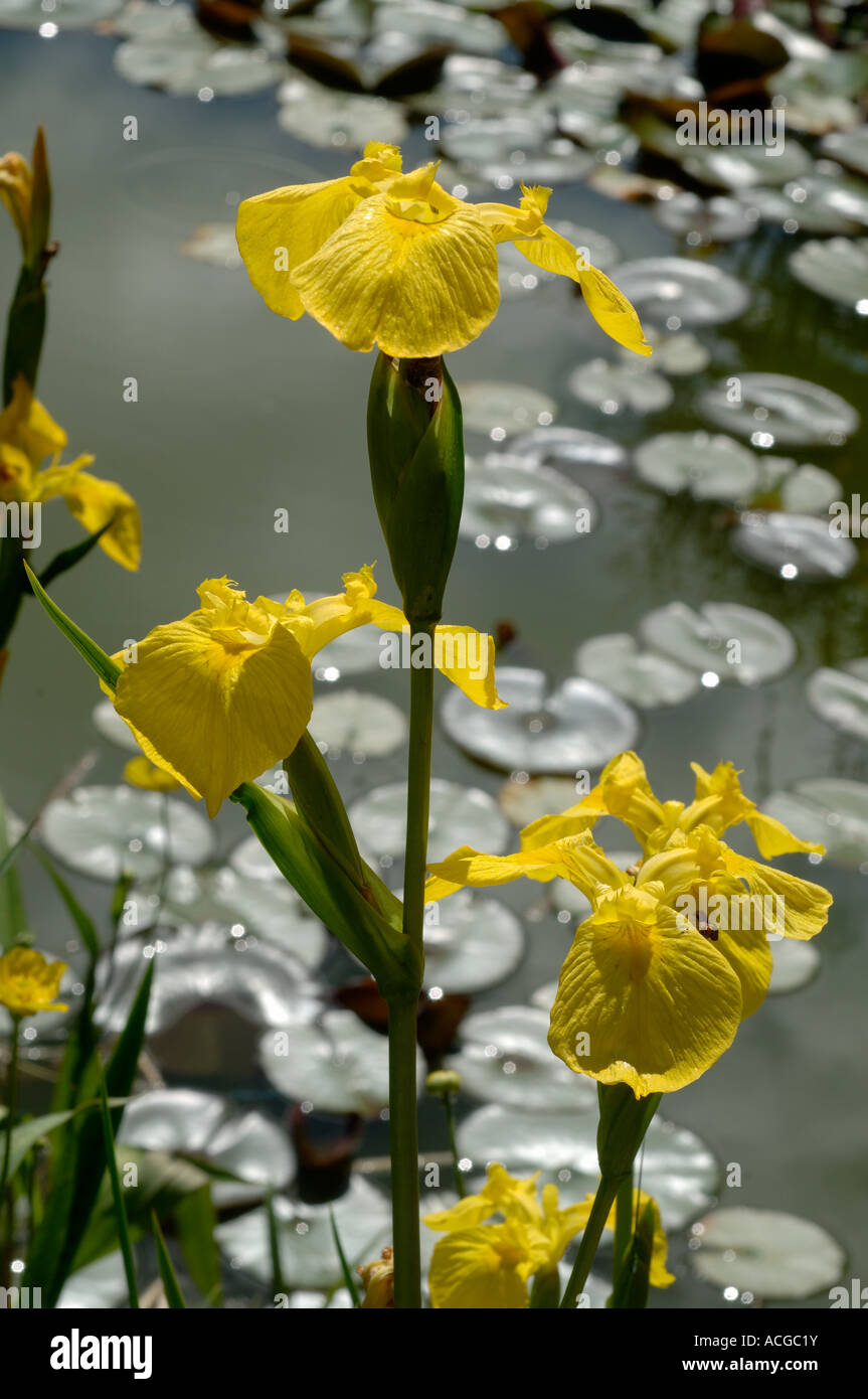 Yellow flag Iris pseudocorus flowering with garden pod and waterlilies behind Stock Photo