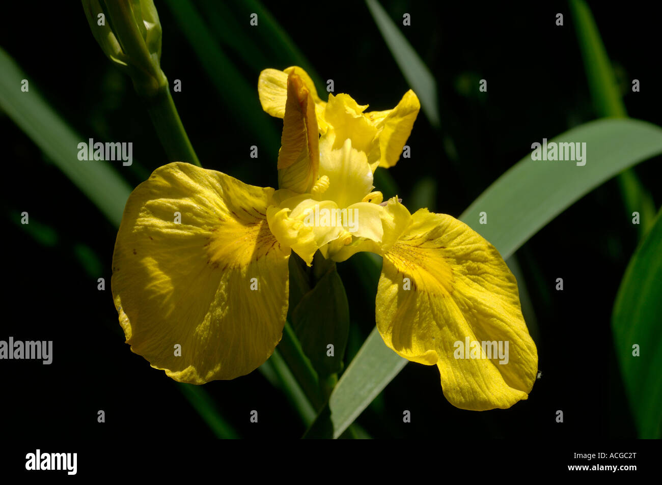 Yellow flag Iris pseudocorus flower Stock Photo Alamy
