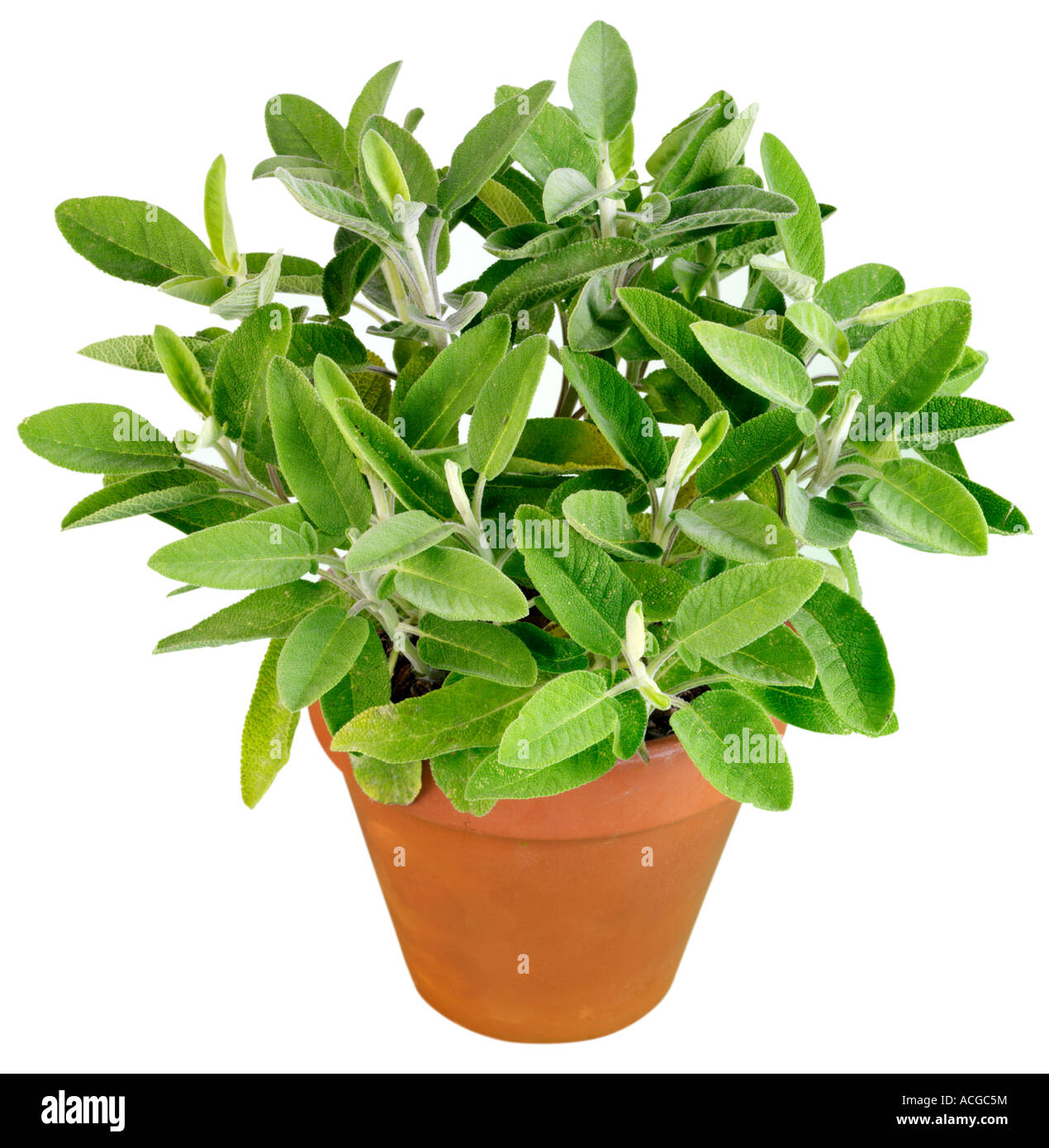 SAGE PLANT CUT OUT Stock Photo Alamy