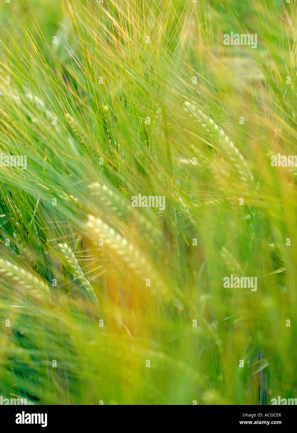 Grains in a field. Stock Photo