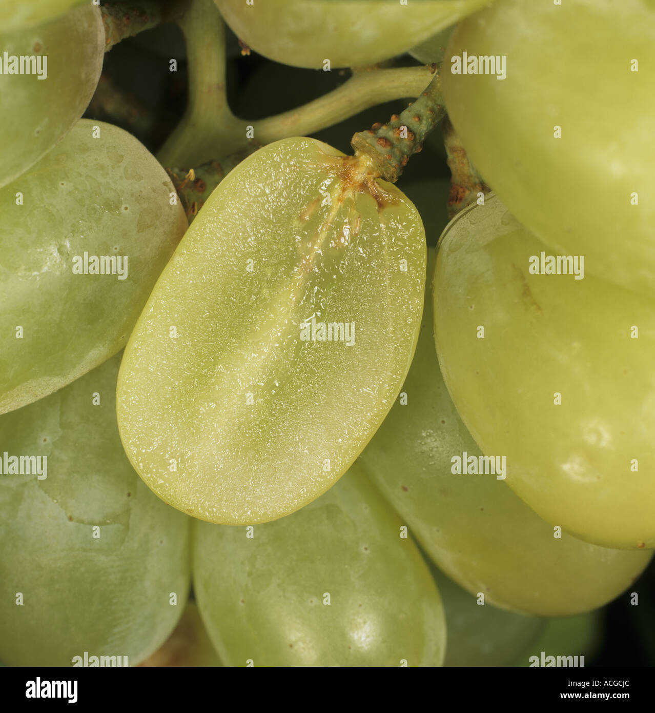 Thomson seedless red table grapes with one sectioned to show vestigial seeds Stock Photo Alamy