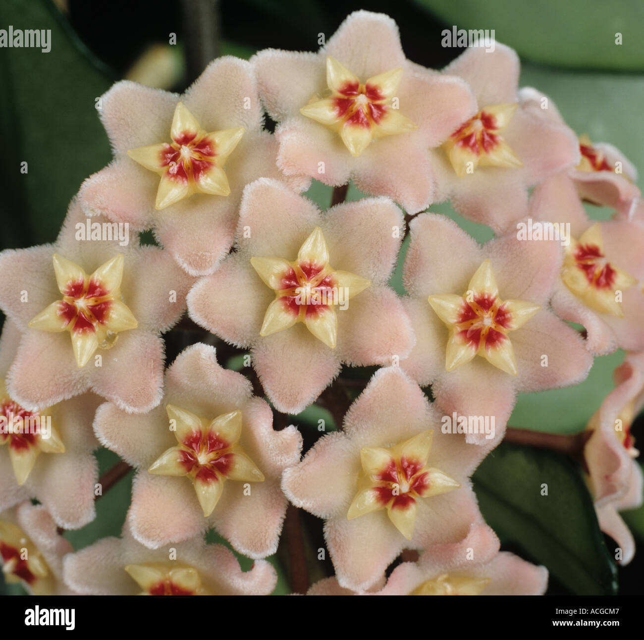 Flowers of a wax plant Hoya carnosa Stock Photo Alamy