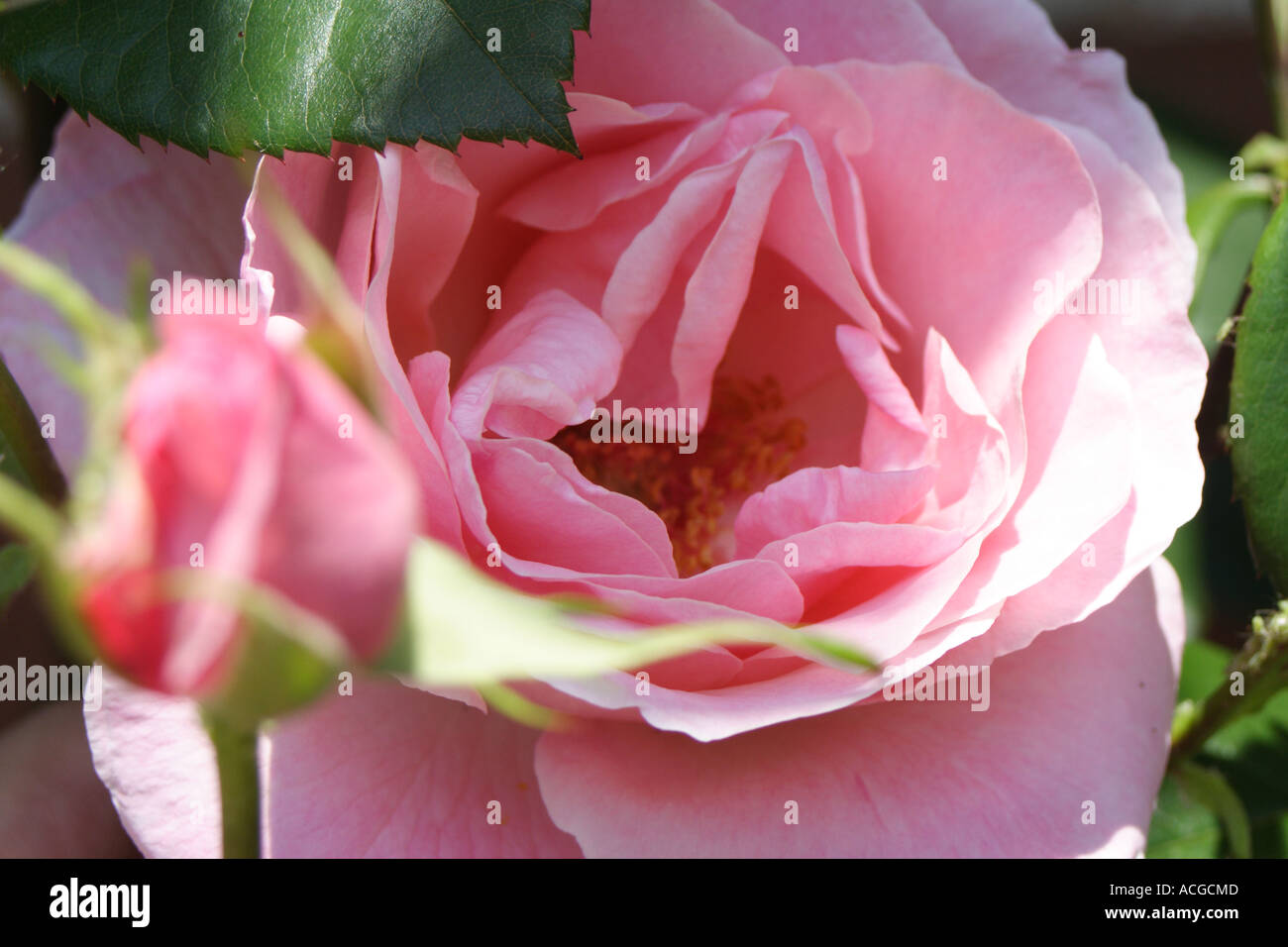 Rose pink hi-res stock photography and images - Alamy