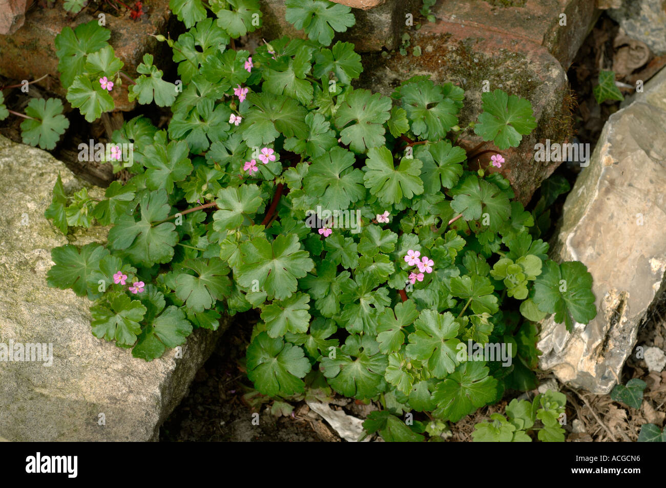 Herb robert Geranium robertianum flowering in waste ground Stock Photo