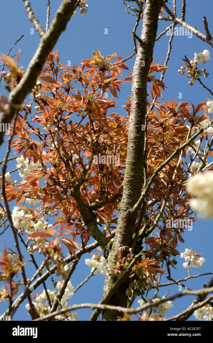 Ornamental cherry Prunus sp with proliferating shoots cause by witches broom Taphrina cerasi Stock Photo